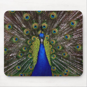 Bright regal peacock bird feather animal photo mouse pad
