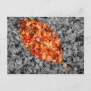 Bright Shadows Postcard