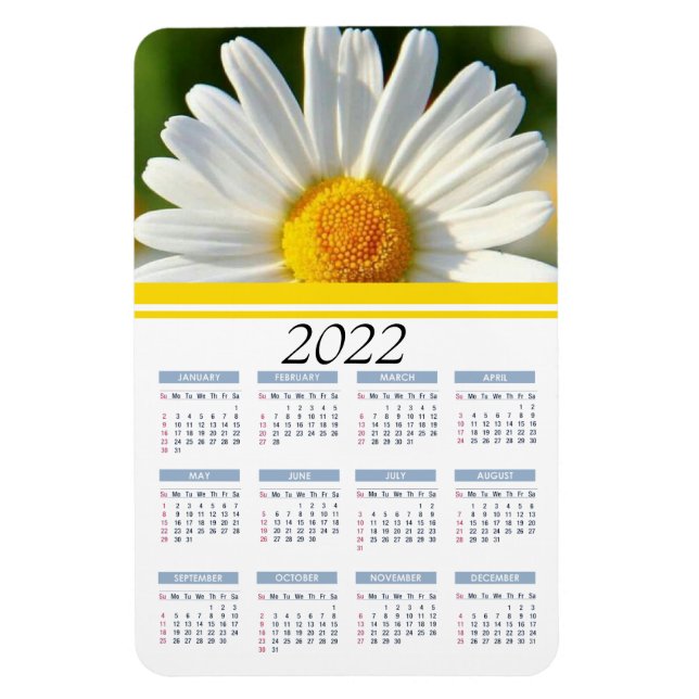 Bright Shasta Daisy | 2022 Floral Calendar Magnet (Vertical)