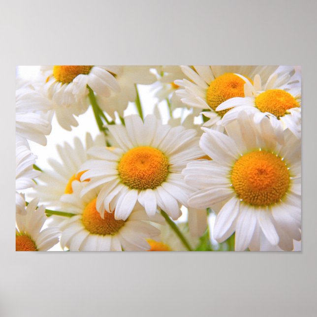 Bright Summer Daisies Poster (Front)