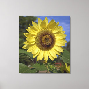 Bright summer yellow sunflower in blue sky canvas print