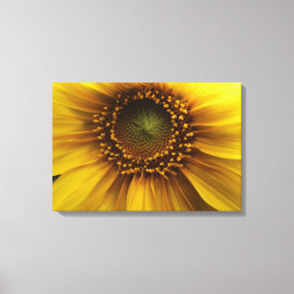 Bright Sun Canvas Print