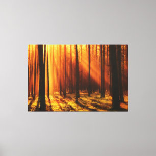 bright sun shines through the forest canvas print