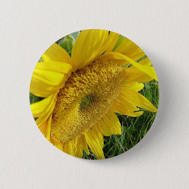 Bright sunflower 2 inch round button (Front)