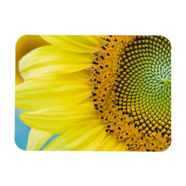 Bright Sunflower Magnet (Horizontal)