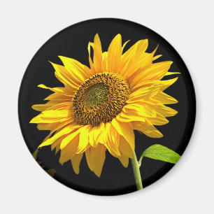 Bright Sunflower on Black Background Magnet