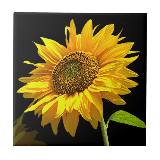 Bright Sunflower on Black Background Tile (Front)