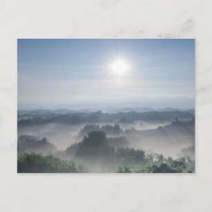 Bright Sunlight in the Bamboo Trees Taiwan Postcard