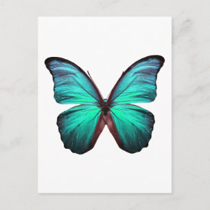 Bright Teal Butterfly Postcard