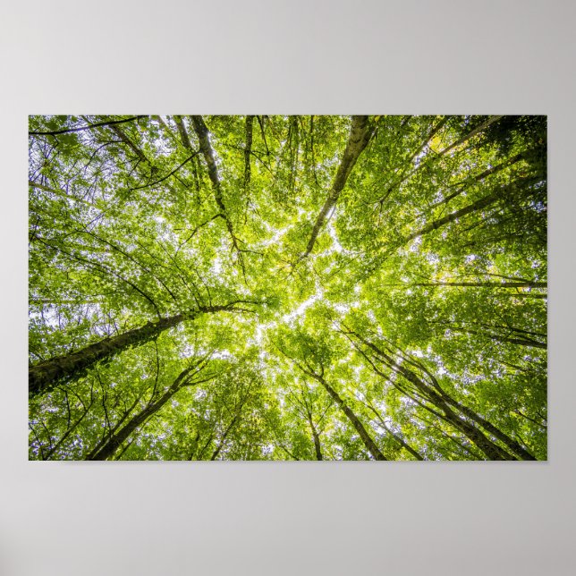 Bright tree canopy poster (Front)