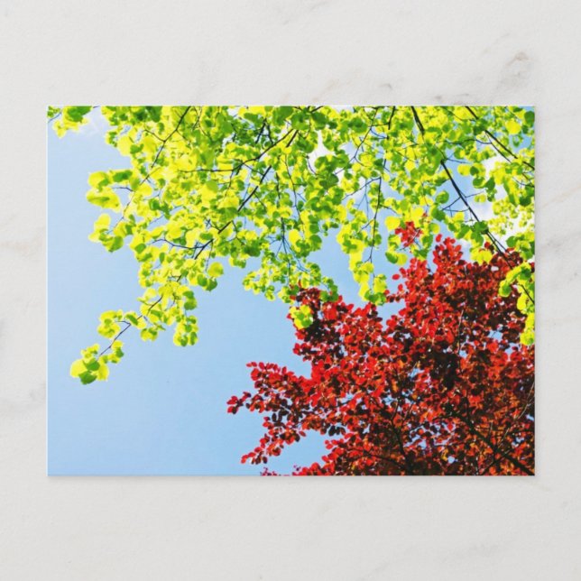 Bright Tree Colours Postcard (Front)