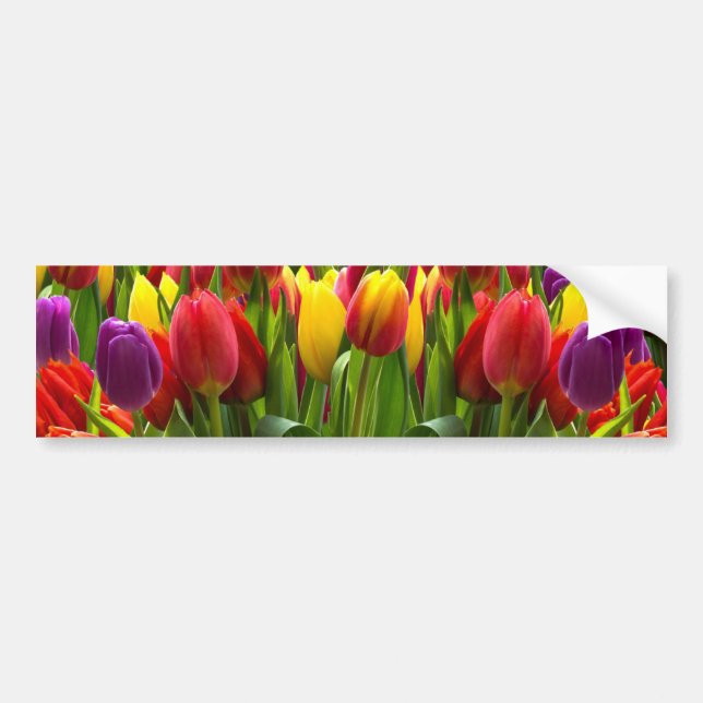 Bright Tulips Bumper Sticker (Front)