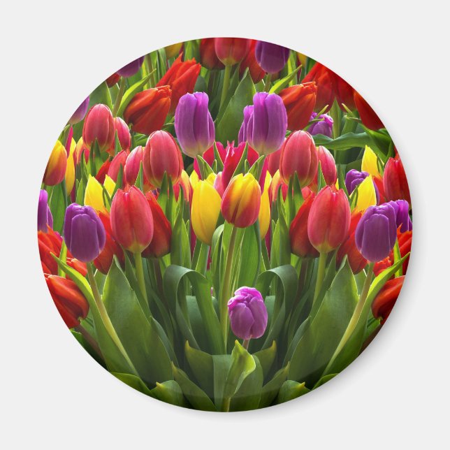 Bright Tulips Magnet (Front)