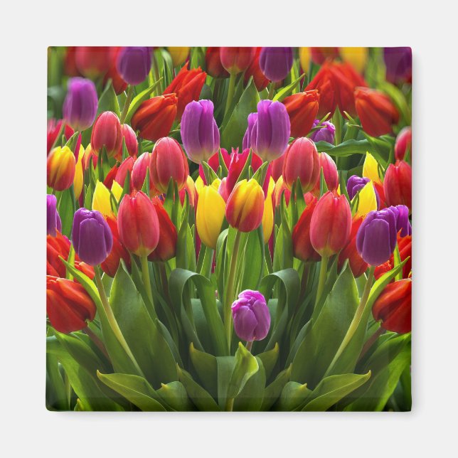 Bright Tulips Magnet (Front)