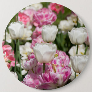 Bright white and pink tulips on a sunny day  6 inch round button