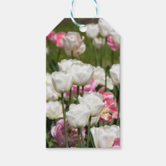 Bright white and pink tulips on a sunny day gift tags