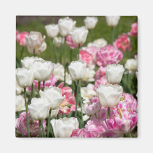 Bright white and pink tulips on a sunny day  magnet