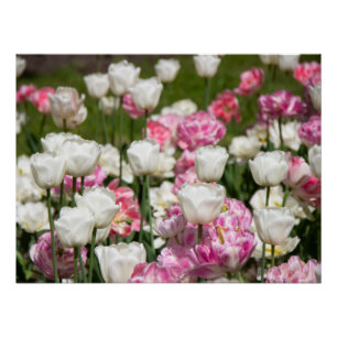 Bright white and pink tulips on a sunny day poster