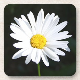 Bright White Shasta Daisy Coaster Set (6)