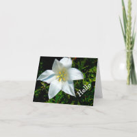 BRIGHT WHITE, STAR-SHAPED FLOWER / HELLO/PHOTOG