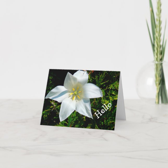 BRIGHT WHITE, STAR-SHAPED FLOWER / HELLO/PHOTOG CARD (Front)
