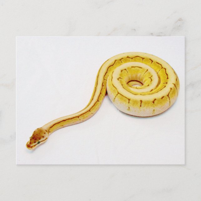 Bright Yellow Ball Python Postcard (Front)