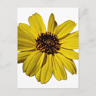 Bright Yellow Flower, Daisy Postcard