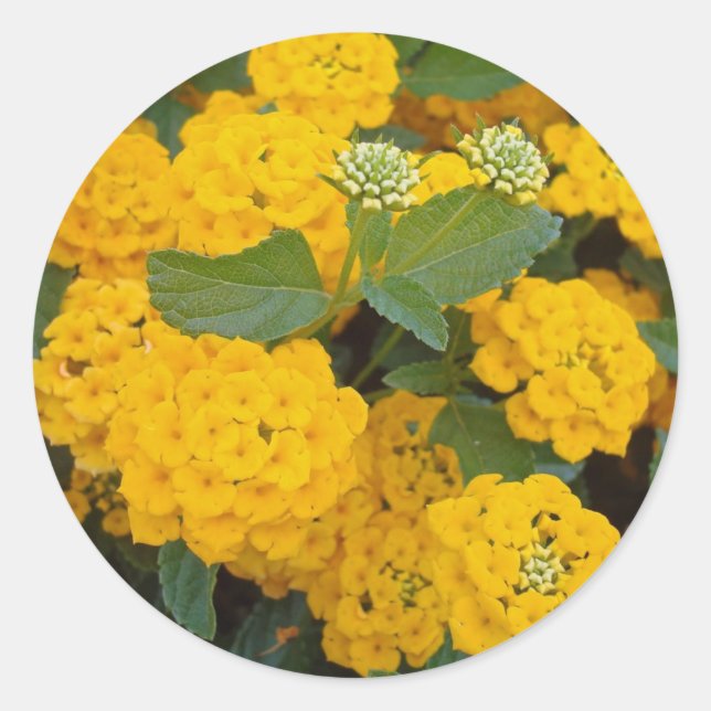 Bright Yellow Lantana Flower Blooms Cheerful Classic Round Sticker (Front)