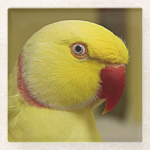 Bright Yellow Lutino Indian Ringneck Parrot Glass Coaster