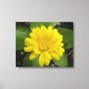 Bright Yellow Marigold Canvas Print