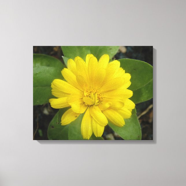 Bright Yellow Marigold Canvas Print (Front)