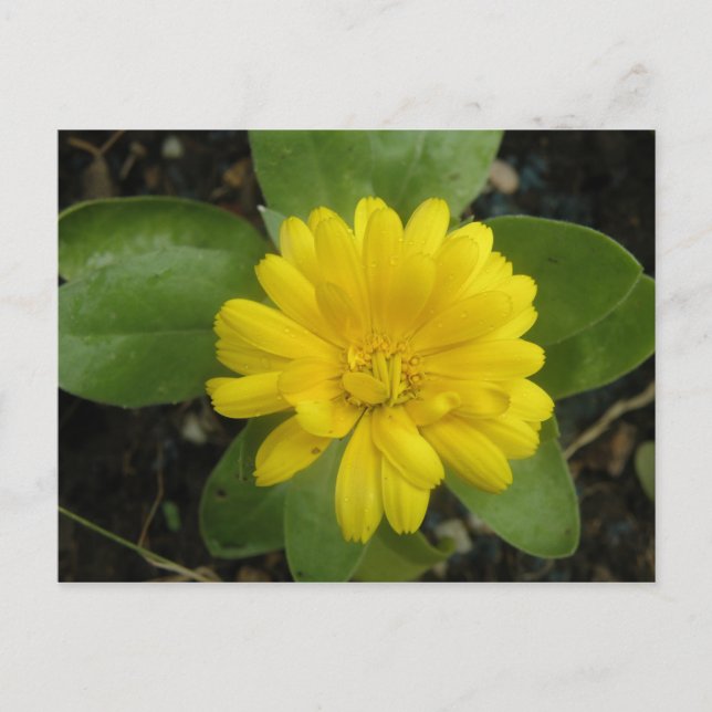 Bright Yellow Marigold Postcard (Front)
