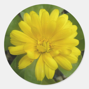 Bright Yellow Marigold Stickers