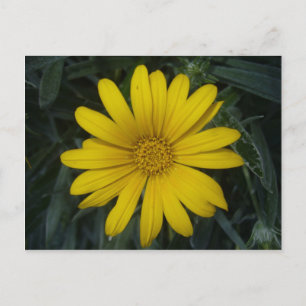 bright yellow postcard