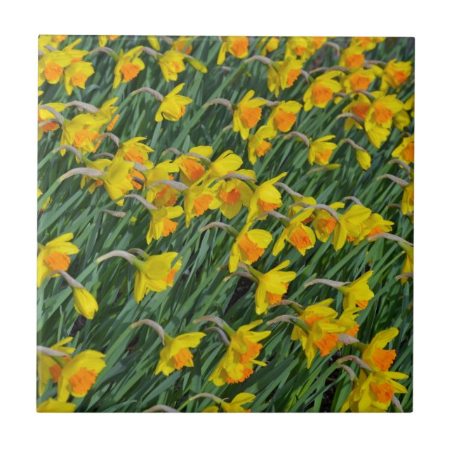 Bright yellow spring daffodils garden tile (Front)