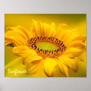 Bright Yellow Sunflower Matte Wall Art