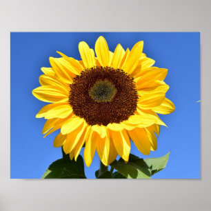 Bright yellow sunflower poster