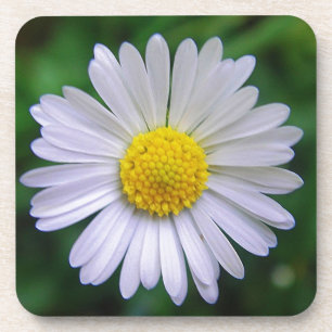 Bright yellow-white daisy coaster