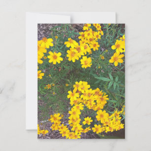 Bright Yellow Wildflowers in Natural Garden Postcard