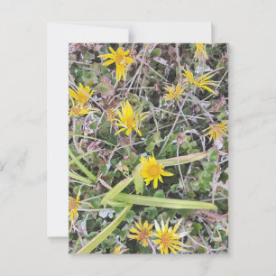Bright Yellow Wildflowers in Natural Meadow Postcard