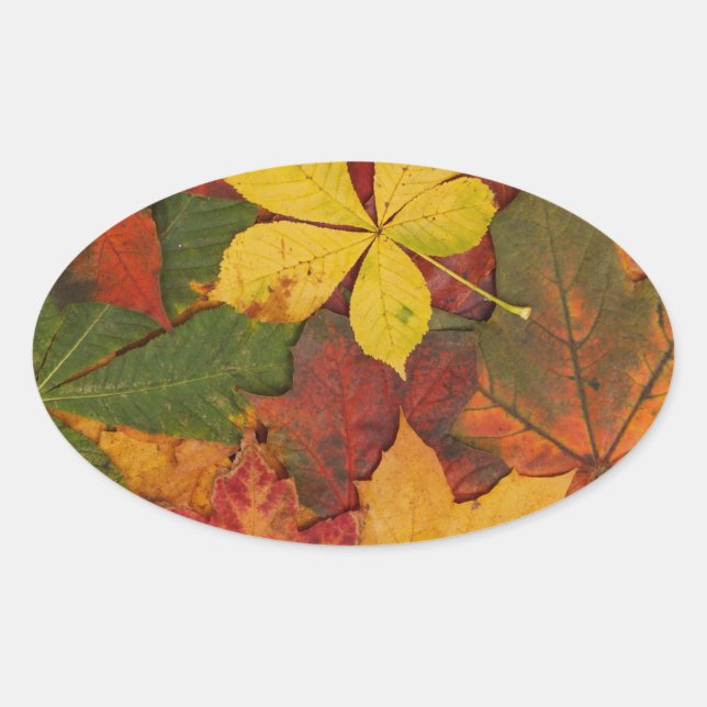Brightly Coloured Fall Leaves Oval Sticker (Front)