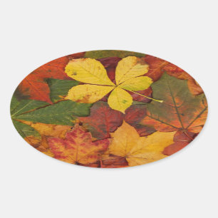 Brightly Coloured Fall Leaves Oval Sticker