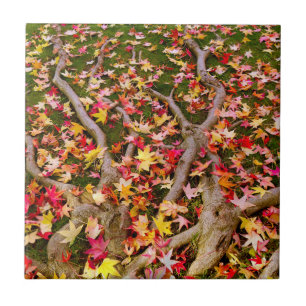 Brightly Colourful Maple Leaves Tile
