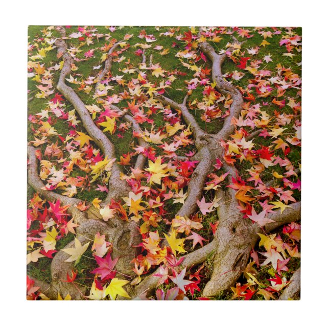 Brightly Colourful Maple Leaves Tile (Front)