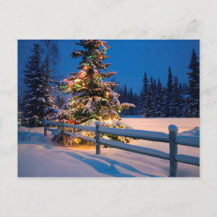 Brightly Lit Christmas Tree in Anchorage Holiday Postcard