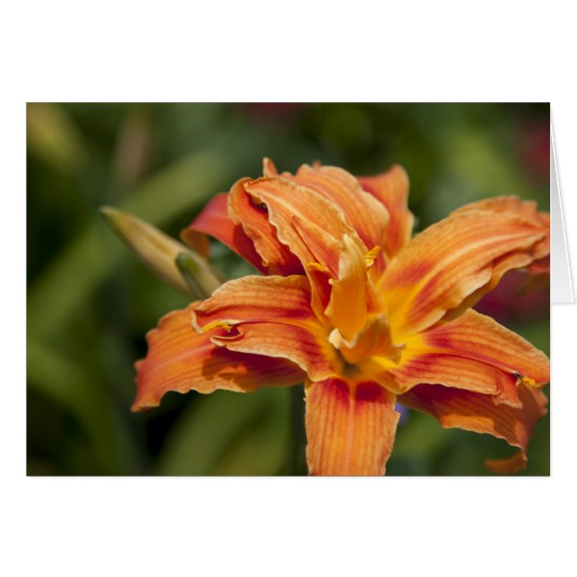 Brillance orange (Devant horizontal)