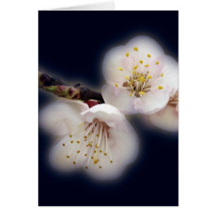 brillant au clair de lune