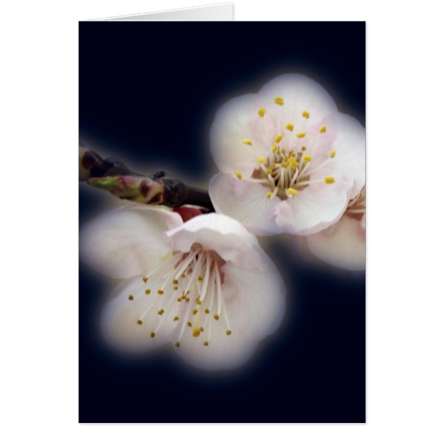 brillant au clair de lune (Devant)