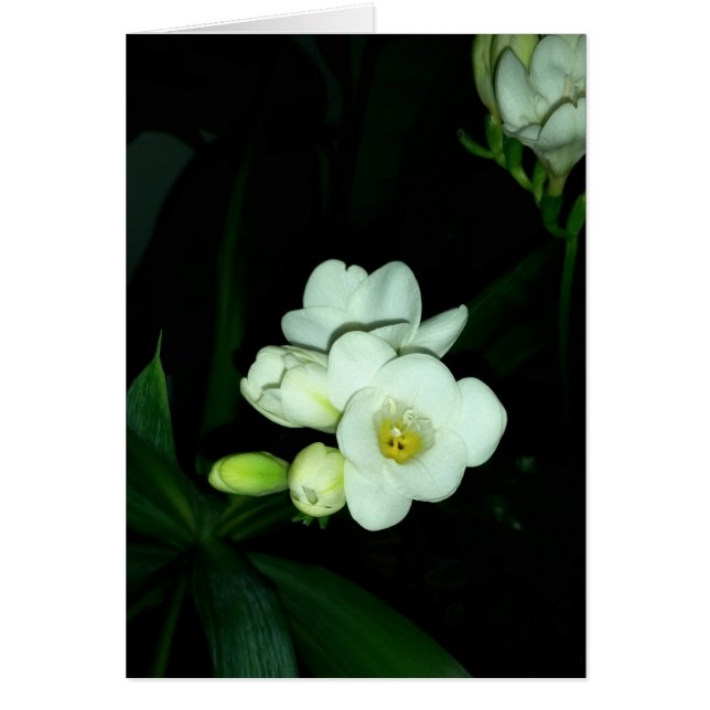 brillant dans le noir (Devant)