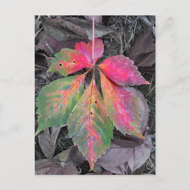 Brilliance Among the Grey - Autumn Leaf Postcard (Front)
